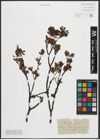 Foto von Salix arbuscula L.